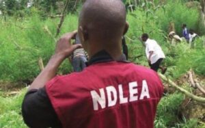 NDLEA-Falz-Faults-Burning-Of-Cocaine-Worth-N194bn